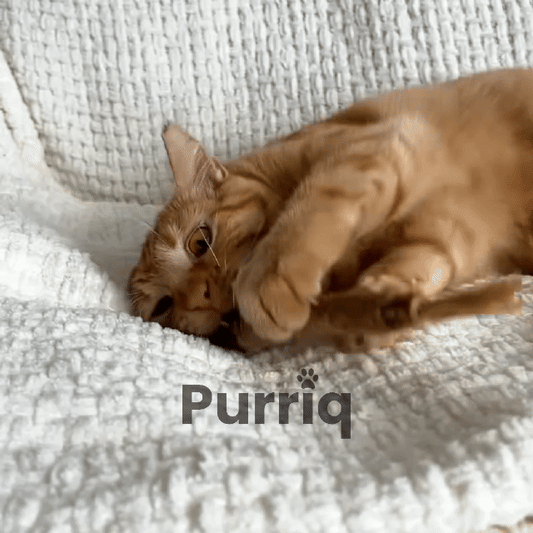 Puro Natural Dental Sticks