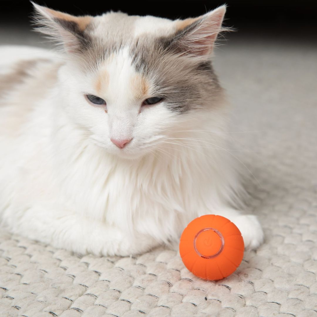 PurrPlay – Smart Rolling Toy