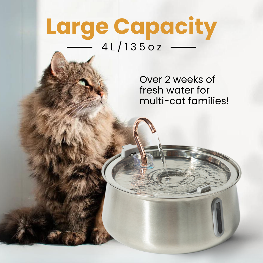 KittySpring