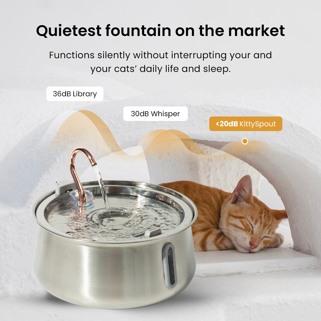 KittySpring
