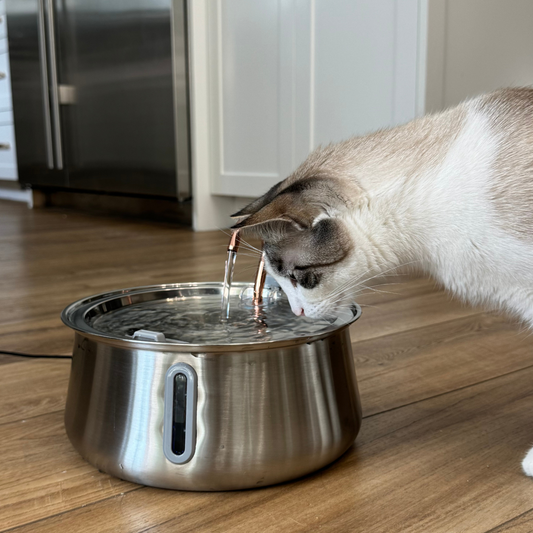 KittySpring