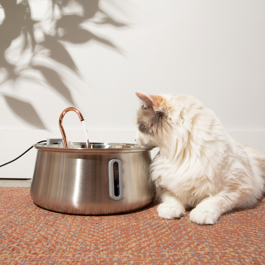 KittySpring