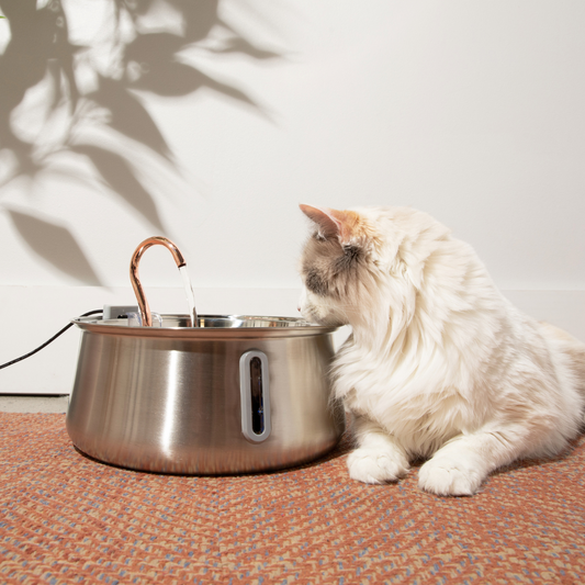 KittySpring