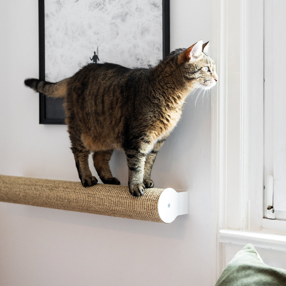 CATWALK Kratzstamm