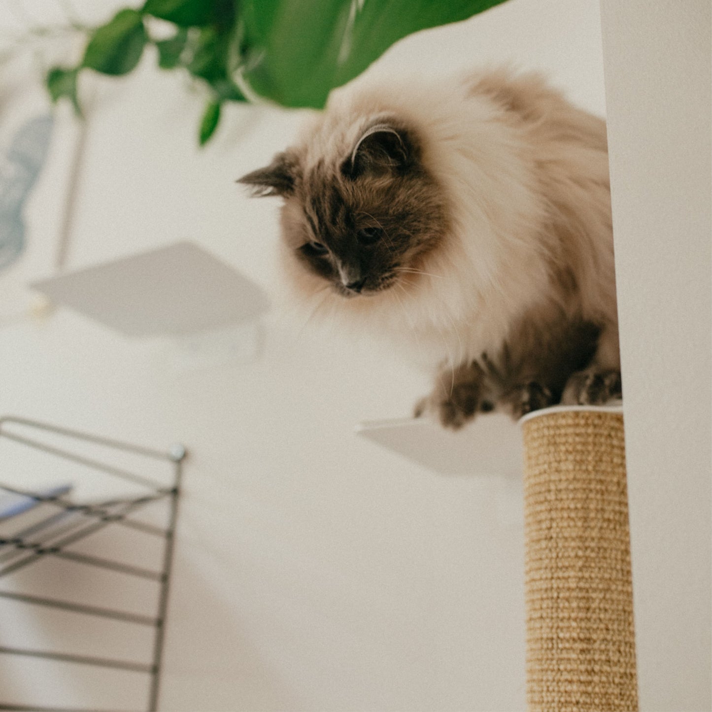 CATWALK Kratzstamm