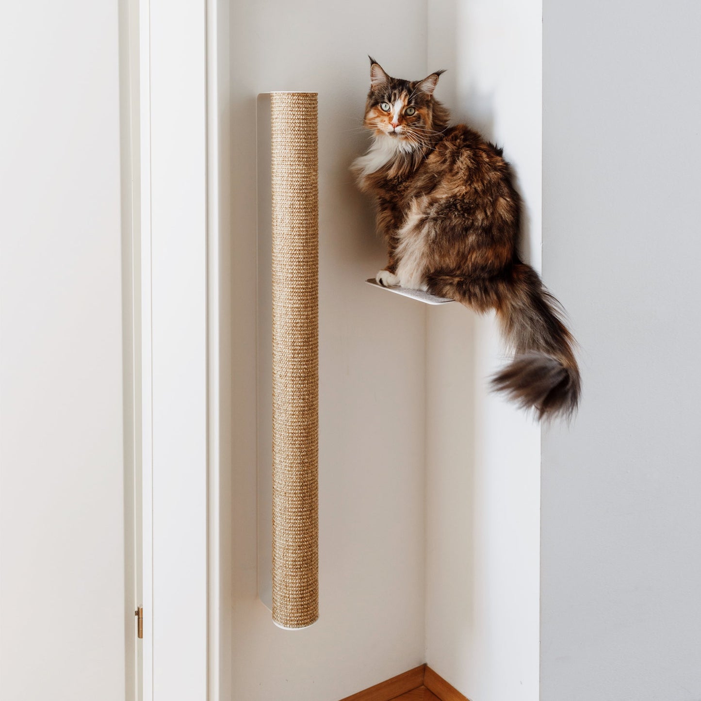 CATWALK Kratzstamm